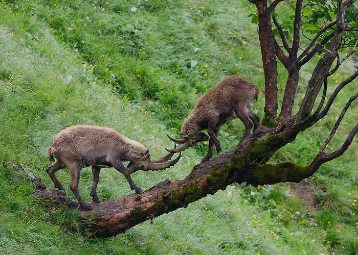 فندق Seehotel St Hubertus