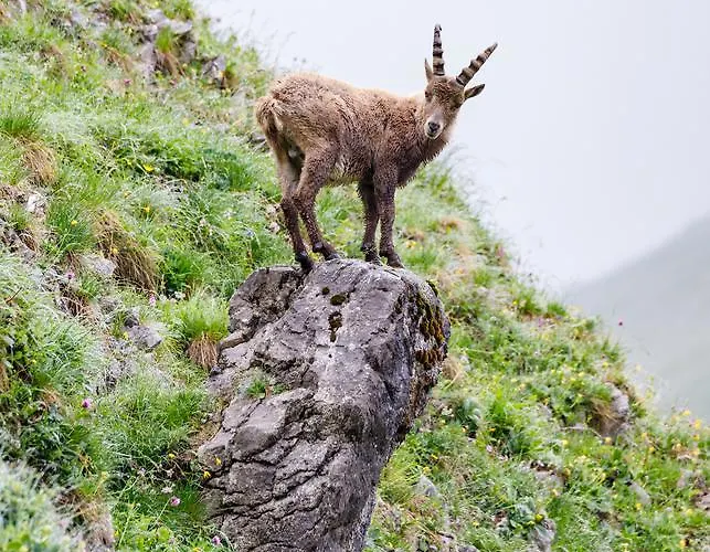 Seehotel St Hubertus 3* بيرتيساو