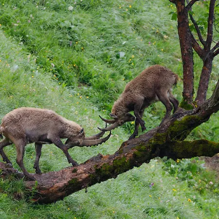 Hotell Seehotel St Hubertus