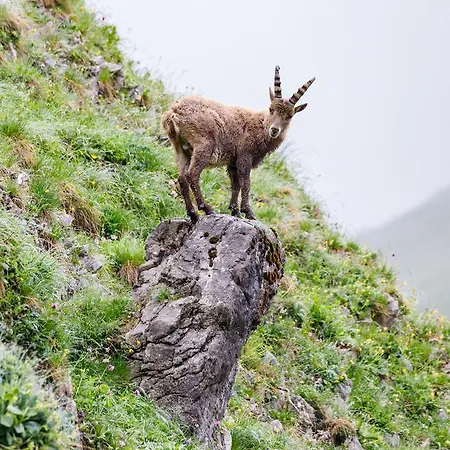 Seehotel St Hubertus 3* Pertisau